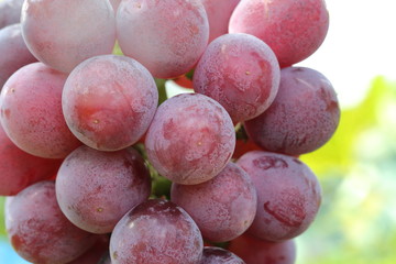 Japanese grape in vineyard of Okayama,Japan