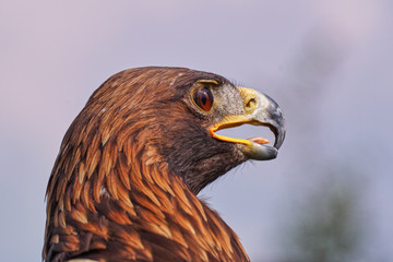 Eagle looking fierce. A magnificent golden eagle