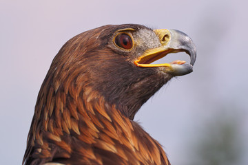 Eagle looking fierce. A magnificent golden eagle