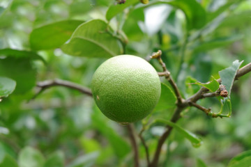 Lemons in nature background.