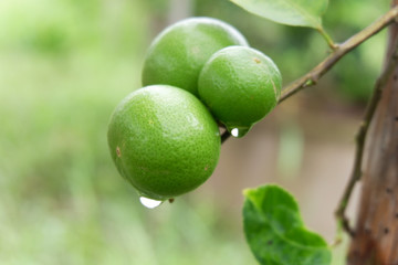 Lemons in nature background.