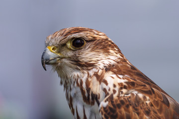 Peregrine falcon portrait close up