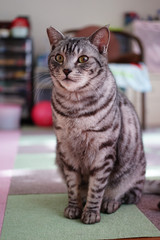 座っているサバトラ猫