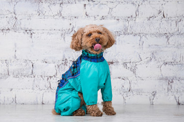 Small funny dog of brown color with curly hair of toy poodle breed posing in clothes for dogs....