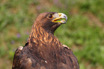 Eagle looking fierce. A magnificent golden eagle