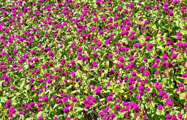 Beautiful view with blooming flowers in the botanical garden