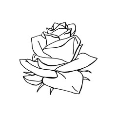hand drawn rose flower. floral design element