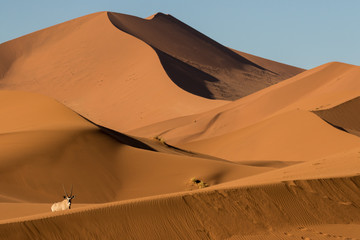 Oryx/gemsbok in the sand dune in the Namibian desert
