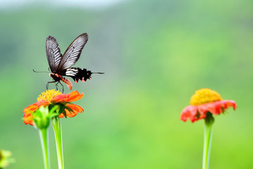 Butterfly on a mexican sunflower. In the garden. Tithonia rotundifolia Gray. colorful flower