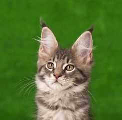 Obraz na płótnie Canvas Maine Coon kitten
