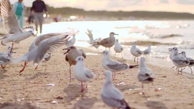 Senior couple defocus silhouette walking near Baltic sea gulls birds on sand beach shore