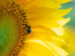 Nahaufnahme einer Hummel auf einer Sonnenblume im Gegenlicht mit leuchtenden Blütenblättern im Hintergrund - 287184154