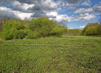 young grass after meadow fire in spring, Russia.