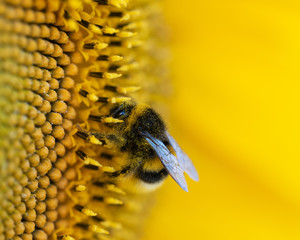 Nahaufnahme einer mit Blütenstaub bedeckten Hummel auf einer Sonnenblume - 287184193