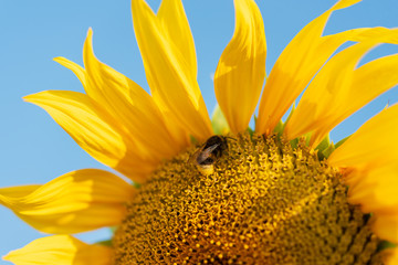 Hummel auf Sonnenblume vor Blauem Himmel - 287184315