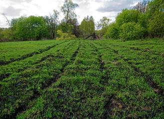 Fototapeta na wymiar young grass after meadow fire in spring, Russia.