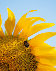 Hummel auf Sonnenblume vor blauem Himmel - 287184339