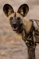 Fototapeta premium Wild dog / painted wolf portrait