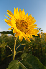 Einzelne  Sonnenblume im Abendlicht mit Biene auf ihr - 287184388