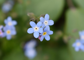 forget-me-not flowers