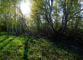 Fototapeta premium young grass after meadow fire in spring, Russia.