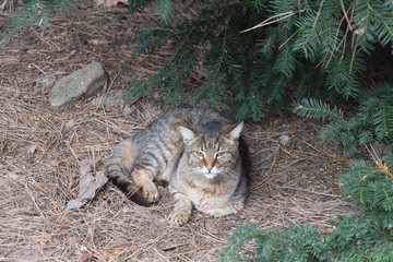 A sad cat lying near fir tree.