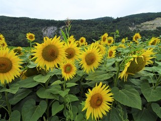 Sonnenblumenfamilie