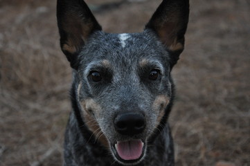 Australian Shepherd Cow Dog