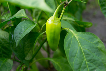 sweet pepper on the bush