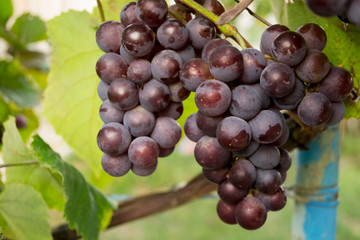 ripe grapes on a branch