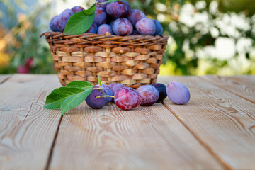 Goat with plums on a wooden table against the background of the garden.Copy space.
