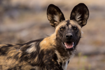 A Wild Dog / Painted Wolf Portrait