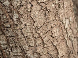  Tree bark texture background. the skin of tree