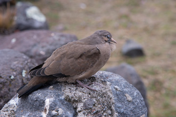 uccello