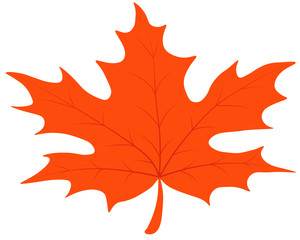 autumn orange maple tree leaf
