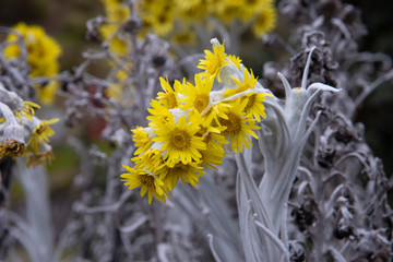 fiori gialli © tommypiconefotografo