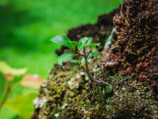 young small tree growing out of a tree trunk. Baby leaves