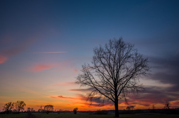 Naklejka na ściany i meble Large oak tree and colorful clouds after sunset