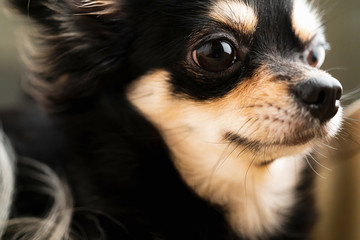 closeup black and brown color hair chihuahua puppy dog