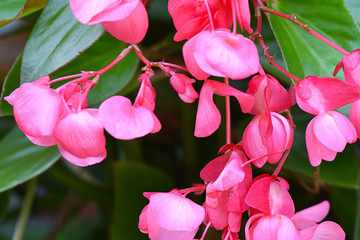 Dragon wing Begonia