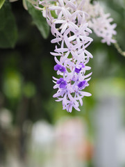 Sandpaper Vine. Purple Wreath. flower bunch purple bouquet of five petals, like a five pointed petal