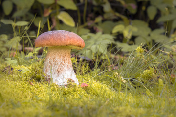King of mushrooms ( boletus)  in the forest.  White mushroom on green background. 