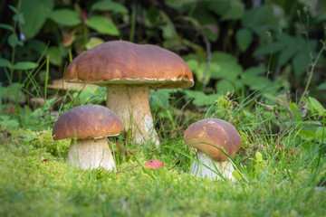 King of mushrooms ( boletus)  in the forest.  White mushrooms on green background. 