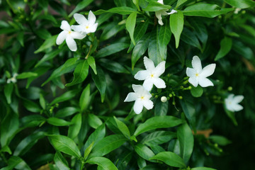 White Gardenia flowers. 
