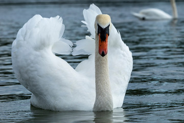 Fototapeta na wymiar Angry swan