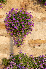 Fototapeta na wymiar Blooming lilacbush