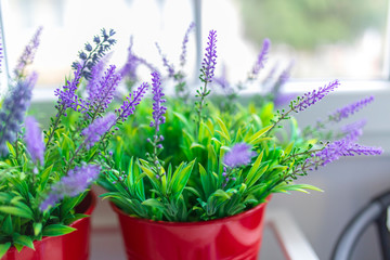Beautiful home flowers front of the window