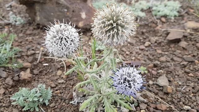 Three large round flowers Echinops ritro in the steppe of the Altai Republic in Russia. The wind stirs the stems of the plant. Summer in arid steppe areas. Desert flowers