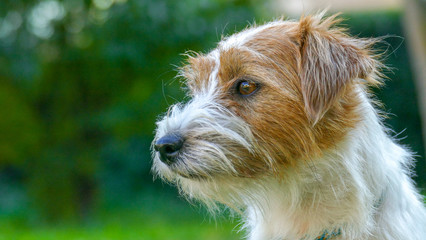 Cute Jack Russell Terrier close up face Outdoors.