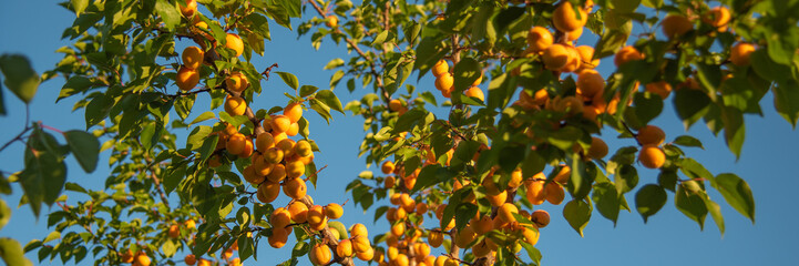 Ripe Apricot on a branch in the garden